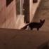 Lisica se susrela s mačkom u centru Pule (video)