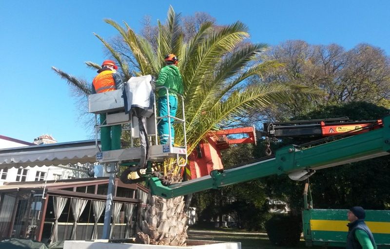 Oblaganje palmi uz šetnicu