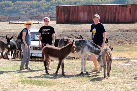 Slovenski turisti zaustavili su se da vide magarce