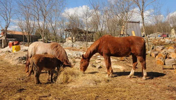 Konji Frida i Grizu te magarica Blanka